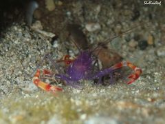 Stenopus tenuirostris