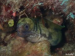 Gymnothorax gracilicauda