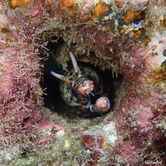 Enchelycore pardalis