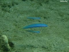 Ptereleotris heteroptera