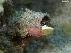 Plagiotremus goslinei