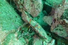 Lythrypnus dalli