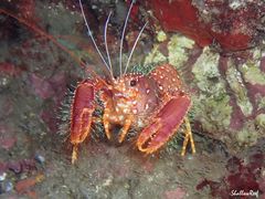 Enoplometopus occidentalis