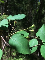 Amelanchier laevis