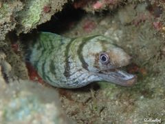 Gymnothorax gracilicauda