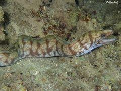 Gymnothorax gracilicauda