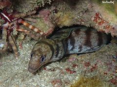 Gymnothorax gracilicauda