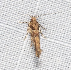 Anatrachyntis rileyi