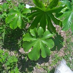 Cecropia schreberiana