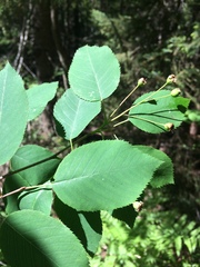 Amelanchier laevis