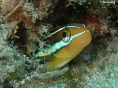 Plagiotremus goslinei