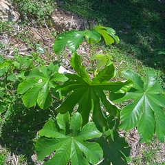 Cecropia schreberiana