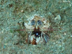 Odontodactylus brevirostris