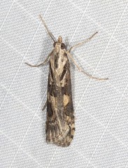 Nomophila corticalis