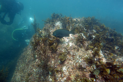 Girella simplicidens