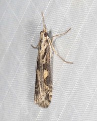 Nomophila corticalis
