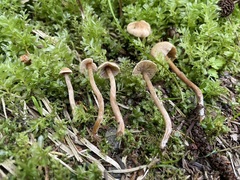 Naucoria escharioides