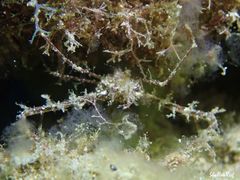 Lambrachaeus ramifer