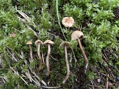 Naucoria escharioides