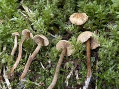 Naucoria escharioides