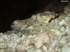 Fusigobius duospilus