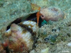 Ciliopagurus strigatus