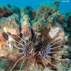 Pterois sphex