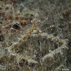 Lambrachaeus ramifer