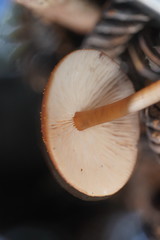 Lentinellus tasmanicus