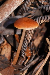 Lentinellus tasmanicus