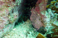 Pareques fuscovittatus