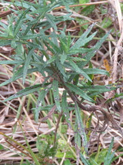 Senecio polyanthemoides