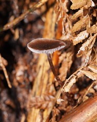 Mycena vinacea