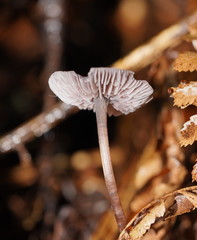 Mycena vinacea