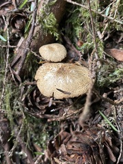Pseudoomphalina