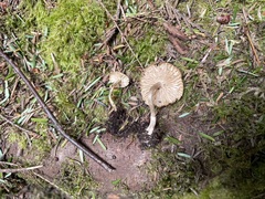 Pseudoomphalina