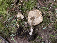 Pseudoomphalina