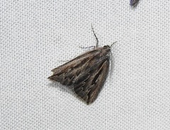 Amelora belemnophora