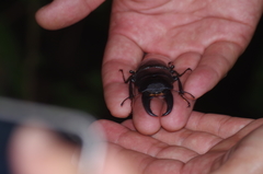 Serrognathus titanus okinawanus