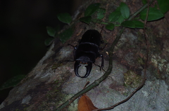 Serrognathus titanus okinawanus