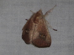 Squamosa barymorpha