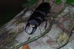 Serrognathus titanus okinawanus