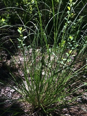 Carex interior