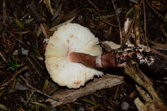 Lepiota haemorrhagica