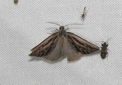 Amelora belemnophora