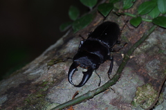 Serrognathus titanus okinawanus