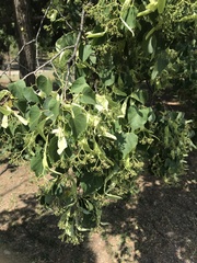 Tilia mongolica
