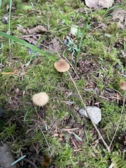 Naucoria escharioides