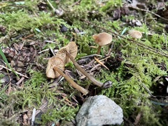 Naucoria escharioides