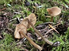 Naucoria escharioides